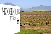 Hoopenburg Wines